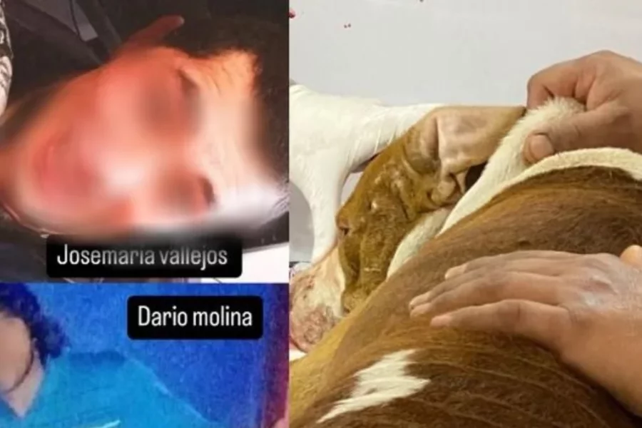 Mercedes: Un hombre le disparó a un perro en la cabeza y se dio a la fuga