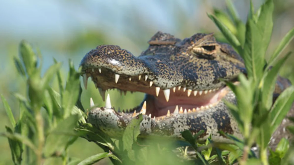 Esteros del Iberá, gran alternativa para Semana Santa