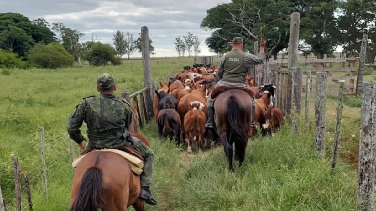 Fijaron fecha para un juicio oral por el robo de 126 animales vacunos