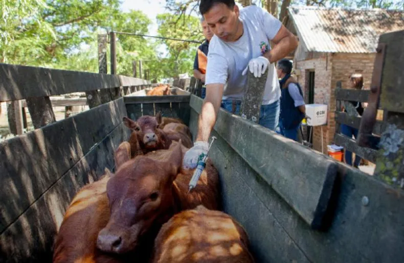 Polémica por la importación de las vacunas antiaftosa