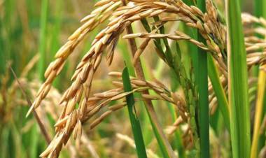 Excepto el arroz, las principales economías regionales de Corrientes con signos de crisis