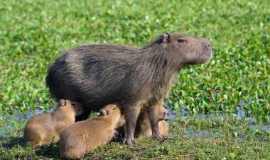 Los esteros del Iberá, solar donde la naturaleza y la vida descansan