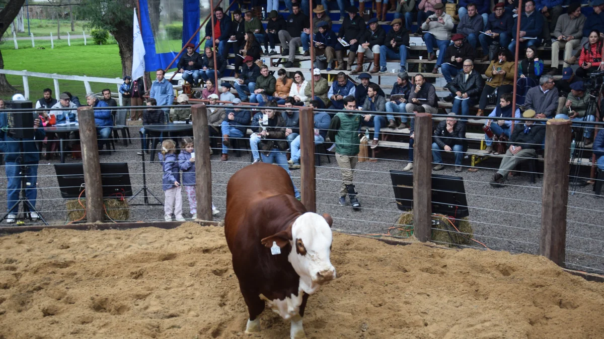 Pilagá prepara una notable selección Braford para Mercedes