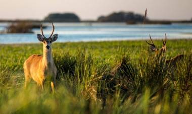 Ibera: Elevada ocupación hotelera en la última semana del receso invernal