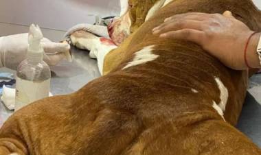 Dra  Liliana Gómez : “ Sansón todavía tiene el proyectil incrustado en su cuerpo”