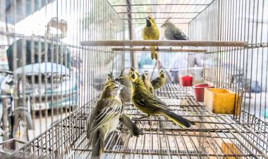 Mercede: 2 personas detenidas y 1vehiculos secuestrado por trasportar varios cardenales amarillos