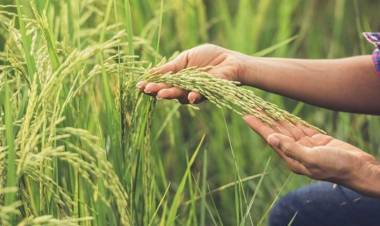 Siembra de arroz: se espera que sea «una de las más grandes de la historia»