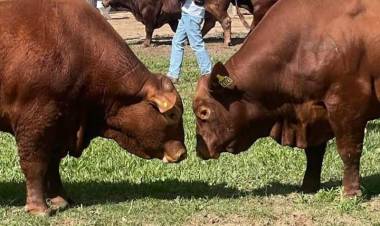 La Rural del Paiubre celebra sus 124 años con la 115ª Exposición ganadera