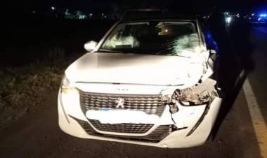 Concejal Mercedeño  chocó un caballo suelto en la Ruta 119