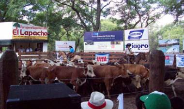 Llega el 20° Remate de Pequeños Productores en la Rural de Mercedes