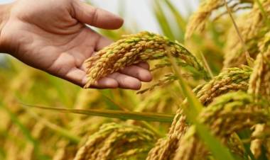 Corrientes concentró el 47,5? la superficie cultivada de arroz en el país