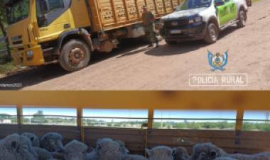  Mercedes :  Demoraron a un camionero por llevar 80 ovejas sin guía