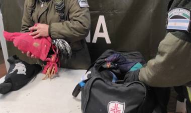 Mercedes :  Condenaron a las personas que transportaban gallos de riña en una camioneta