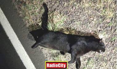Atropellaron un Yaguarundi en ruta 119 cerca de la ciudad de Mercedes