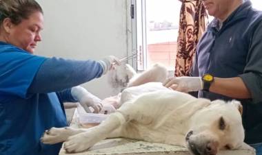 Mercedes : Mas castraciones , mas cuidado animal 