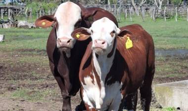  Mercedes : Comenzó el ingreso de animales para la  116° Exposición Rural