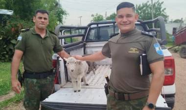 Mercedes : La Policía logró rescatar un cordero que había sido robado