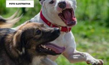 Mercedes : La Justicia fue contundente: $14 millones de indemnización por ataque de un perro