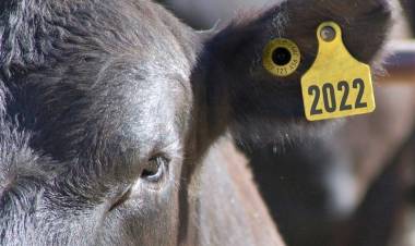 Mercedes: capacitan sobre identificación animal y comercialización ganadera