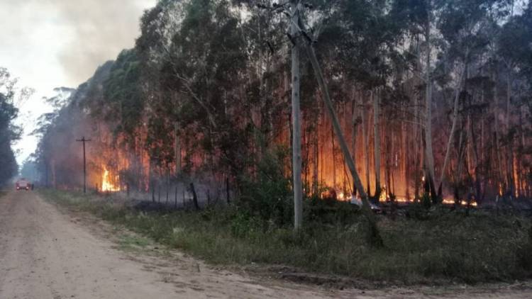 Recursos Naturales: el primer trimestre se quemaron cerca de 37 mil hectáreas en Corrientes