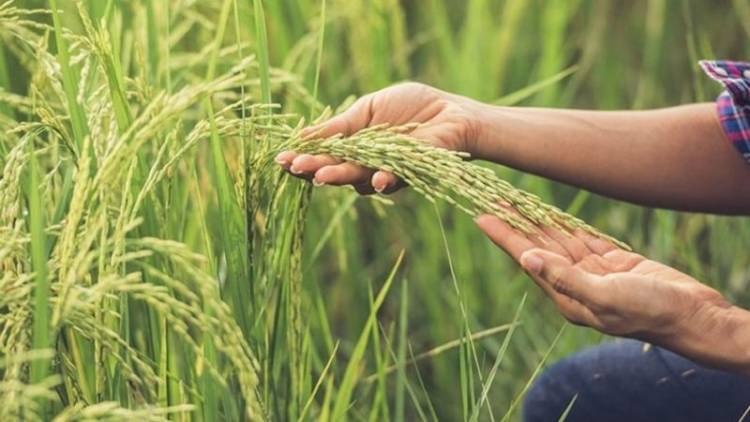 Siembra de arroz: se espera que sea «una de las más grandes de la historia»