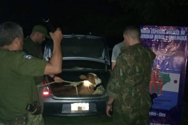 Mercedes :Robó un ternero y lo llevaba en el baúl de un Etios
