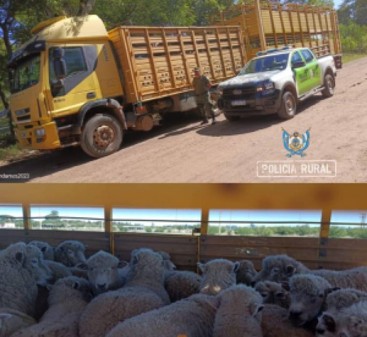 Mercedes : Demoraron a un camionero por llevar 80 ovejas sin guía