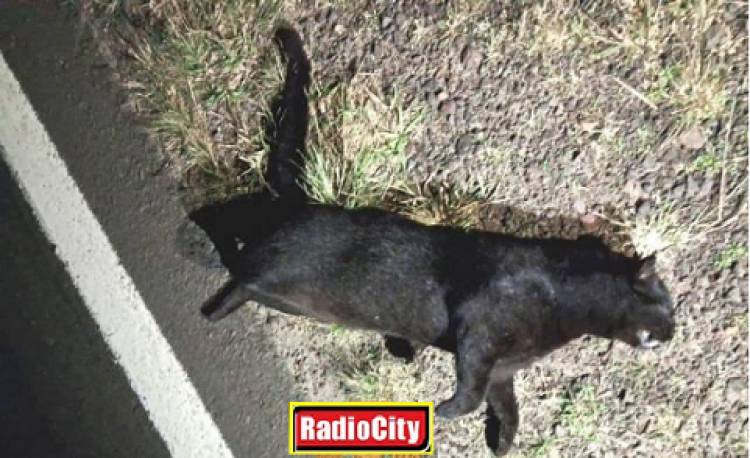 Atropellaron un Yaguarundi en ruta 119 cerca de la ciudad de Mercedes