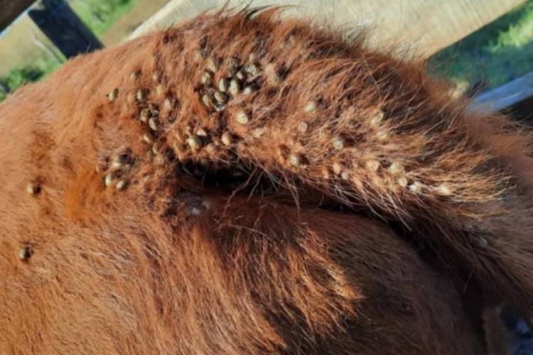 Avanza la Garrapata en  la zona y se estiman perdidas por más de 100 millones de dólares