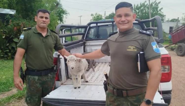 Mercedes : La Policía logró rescatar un cordero que había sido robado