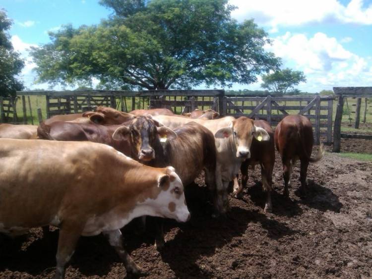 INTA : Glicerol, un residuo de la producción de biodiesel con potencial para la alimentación del ganado