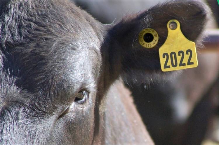 Mercedes: capacitan sobre identificación animal y comercialización ganadera