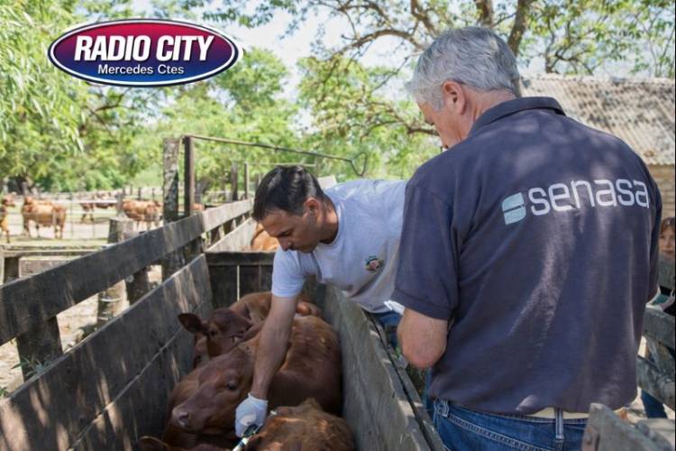 Sanidad ganadera: Corrientes ya tiene fecha para la vacunación 2026
