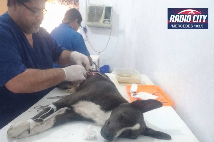 Mercedes: Refugio Camino concretó nuevas castraciones y pidió responsabilidad a las familias