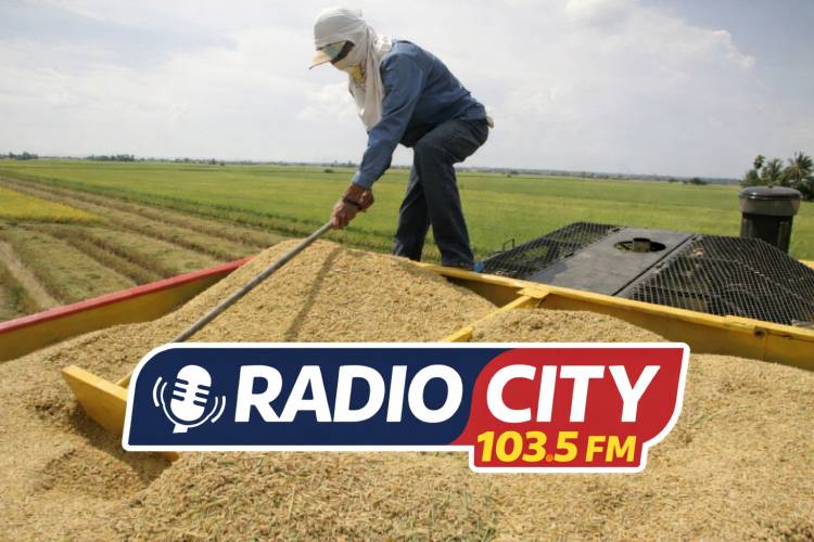 Corrientes eliminó el canon para pequeños productores arroceros