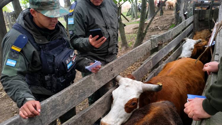 Mercedes: una investigación por carne ilegal derivó en el hallazgo de 22 animales presuntamente robados
